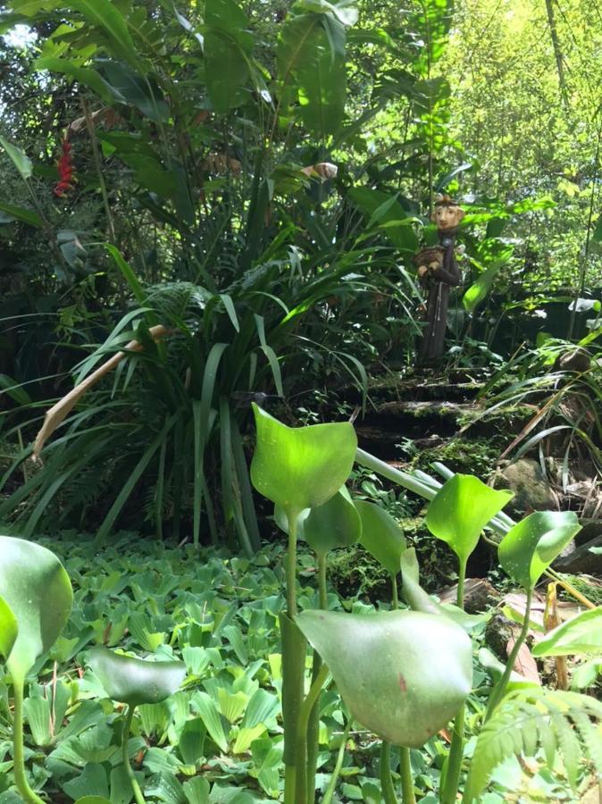 Casa A Beira Do Rio Jaguareguava Na Mata Atlantica Em Bertioga Sp Villa ภายนอก รูปภาพ