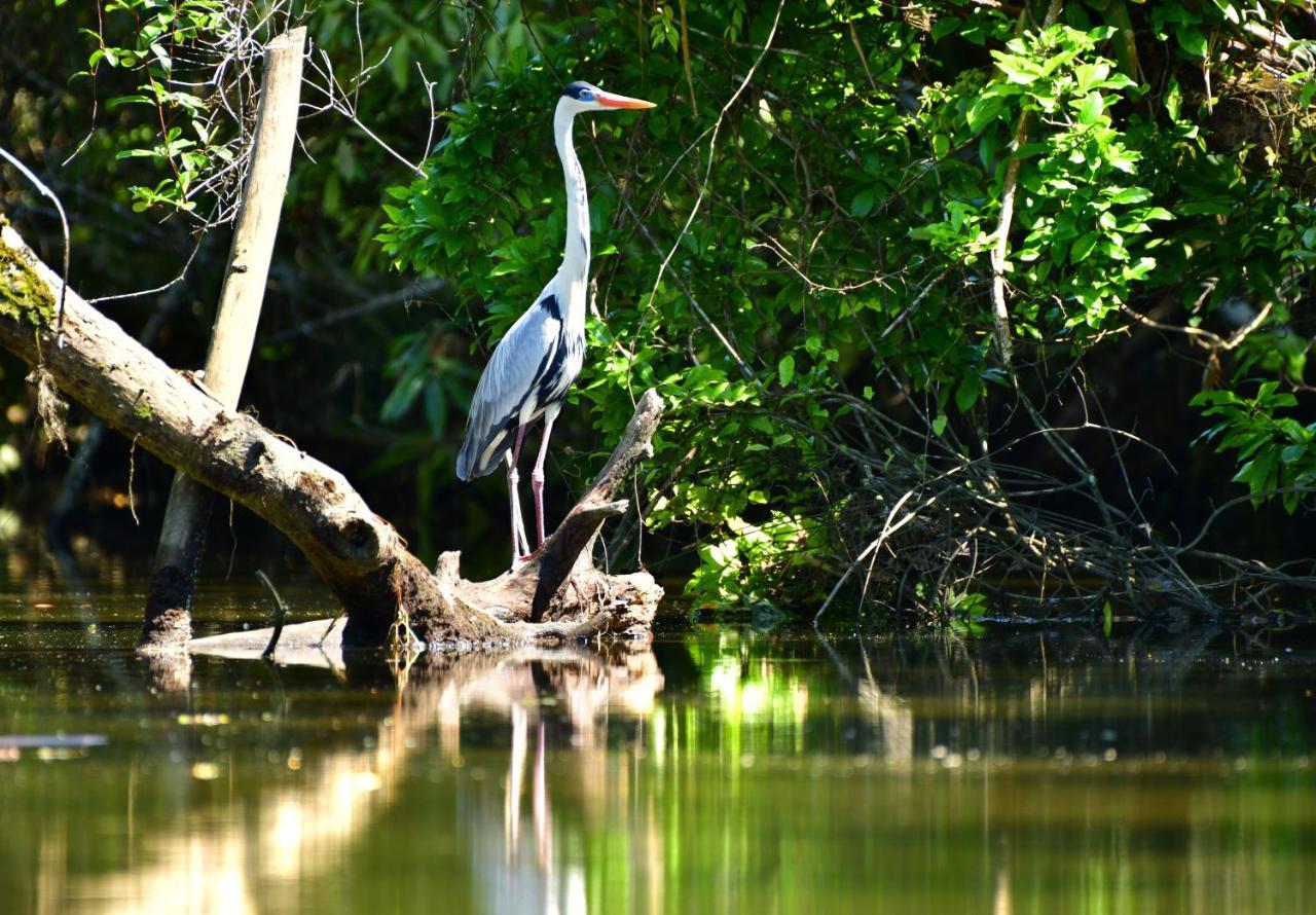Casa A Beira Do Rio Jaguareguava Na Mata Atlantica Em Bertioga Sp Villa ภายนอก รูปภาพ