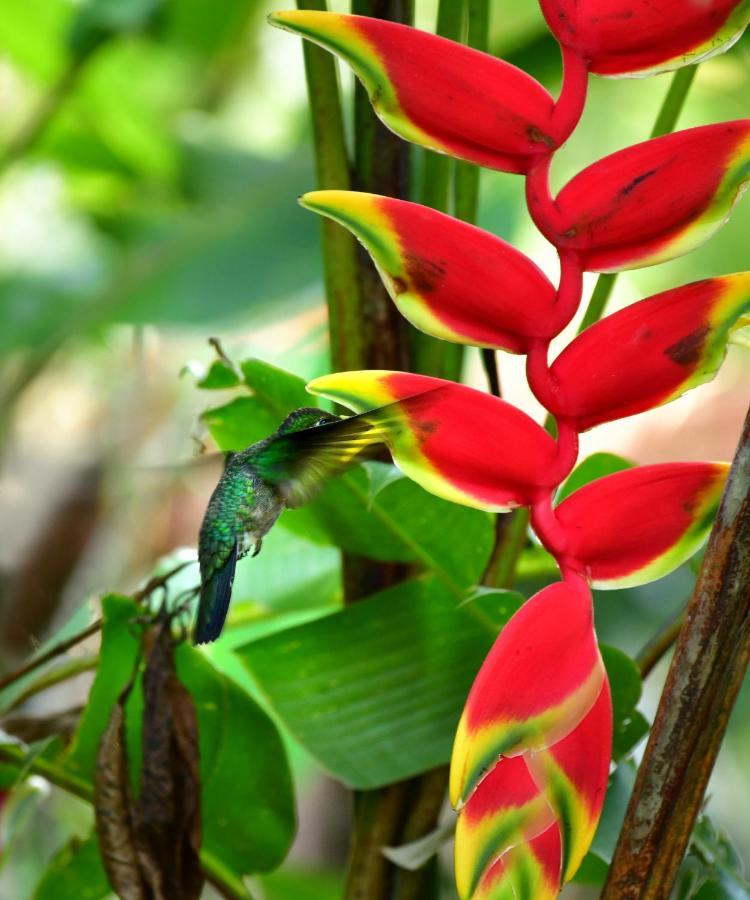 Casa A Beira Do Rio Jaguareguava Na Mata Atlantica Em Bertioga Sp Villa ภายนอก รูปภาพ